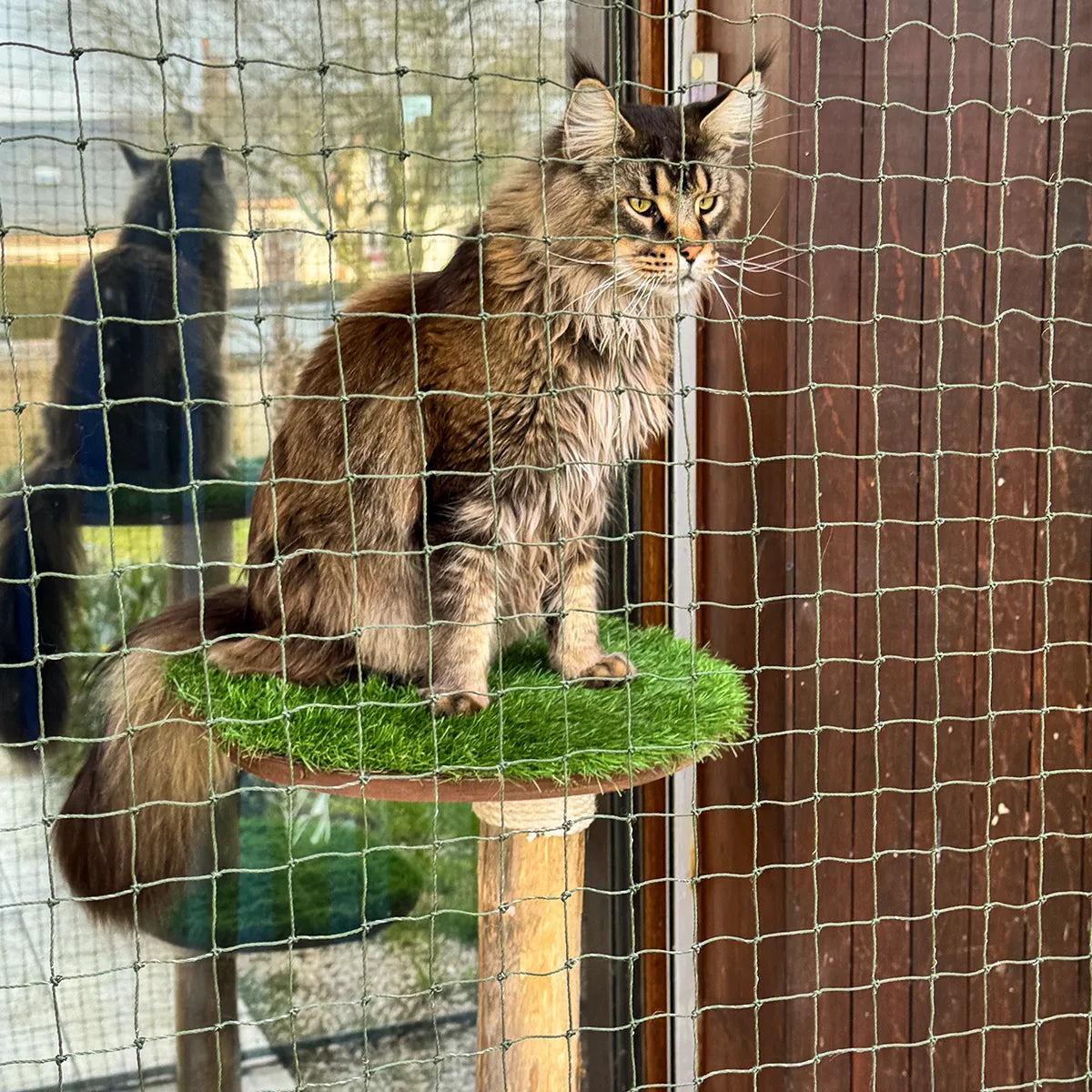 Chat sur arbre à chat en bois à deux plateformes en gazon synthétique devant filet de protection dos à baie vitrée