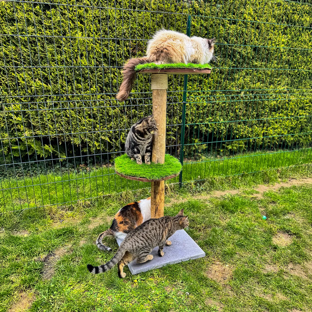 Quatre chats sur arbre a chat dans jardin verdoyant 