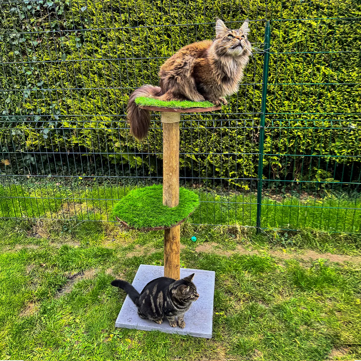 Un chat sur plateforme et un chat sur dalle béton arbre a chat dans jardin verdoyant