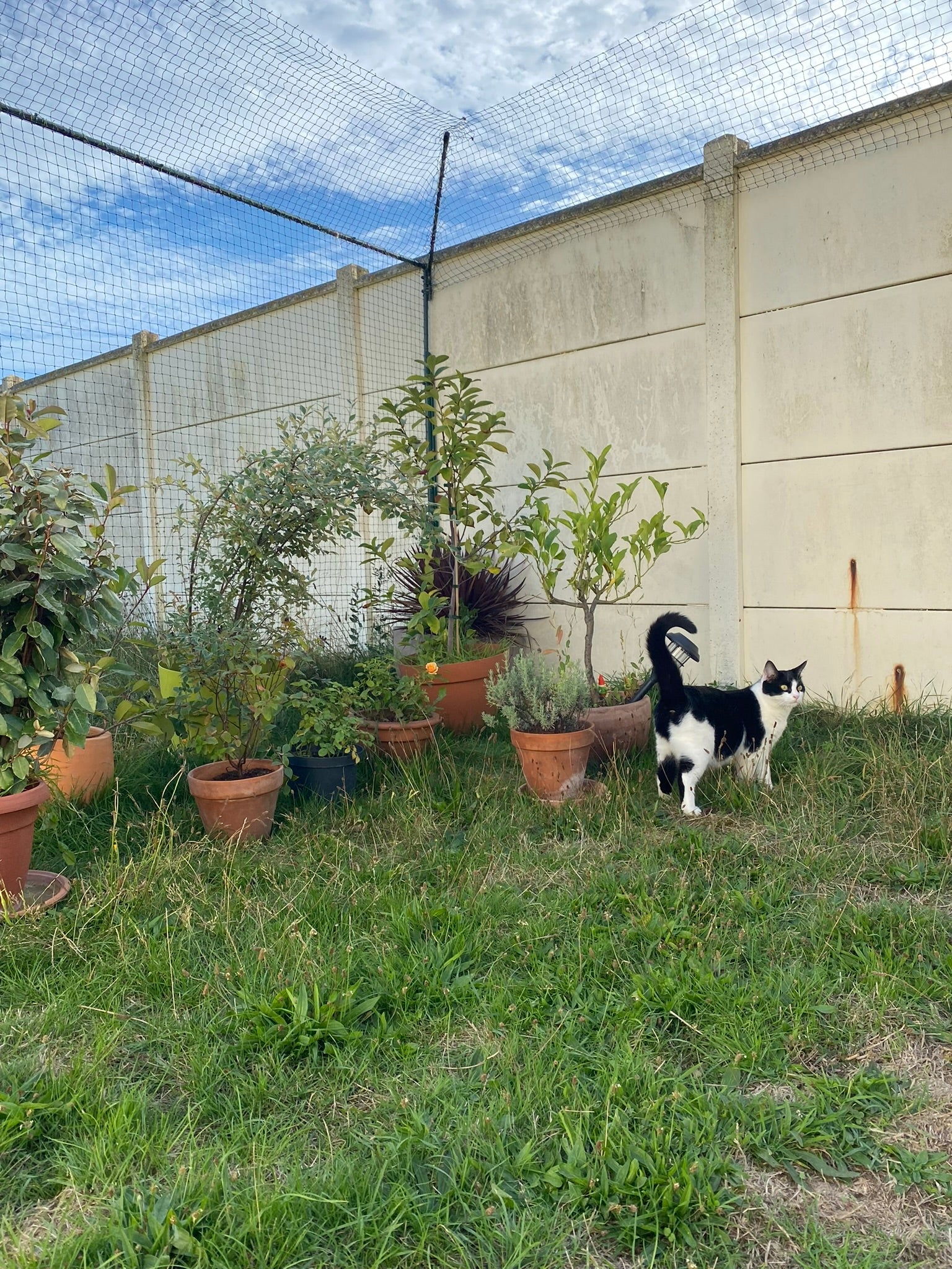 Installation filet de protection pour chat et bavolet anti-fugue enclos dans jardin avec chat noir et blanc