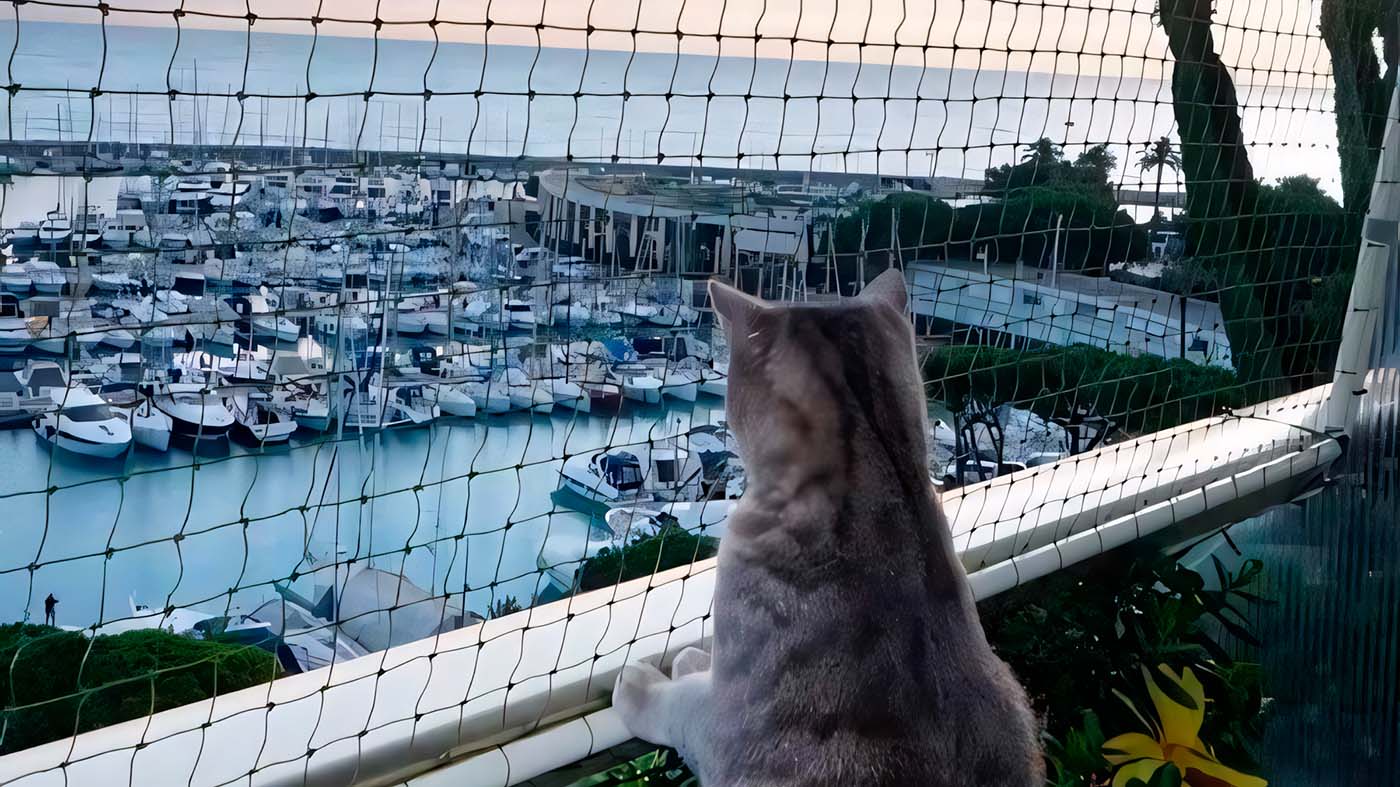 Chat sur balcon protégé par filet regardant un port