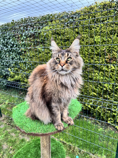 Outdoor cat tree