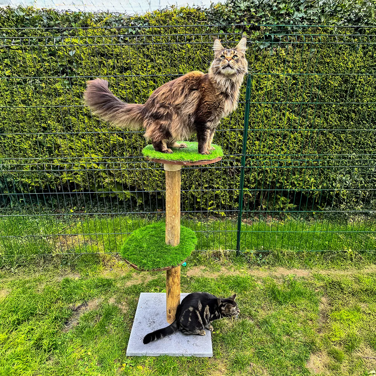 Un chat lévé sur plateforme haute et un chat sur dalle béton arbre à chat dans jardin verdoyant